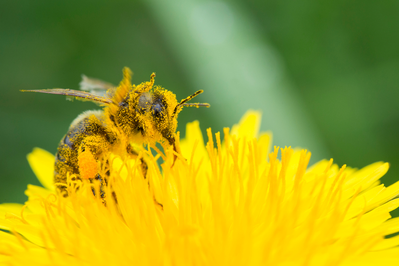 honey bee on a yellow flower covered in pollen