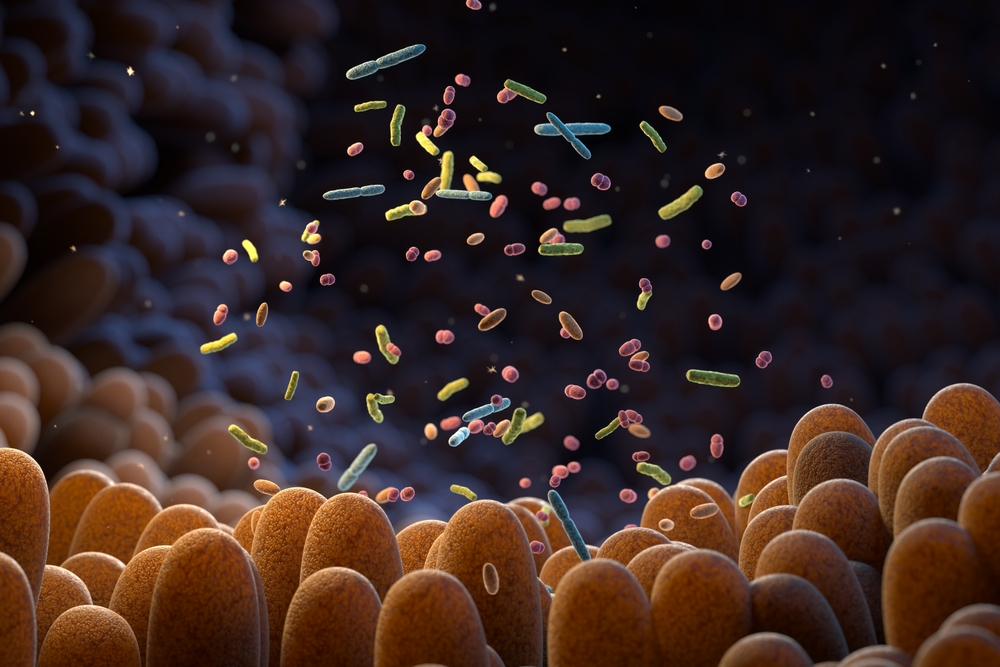 bacteria in gut